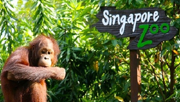 Tham quan Singapore Zoo