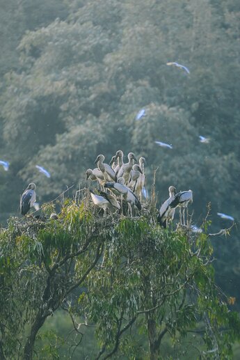 Thung Nham Bird Park