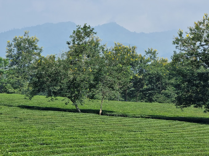 Thanh Son Tea Plantation