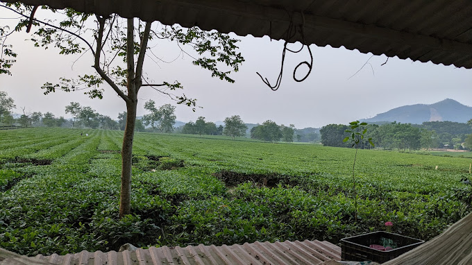 Thanh Son Tea Plantation