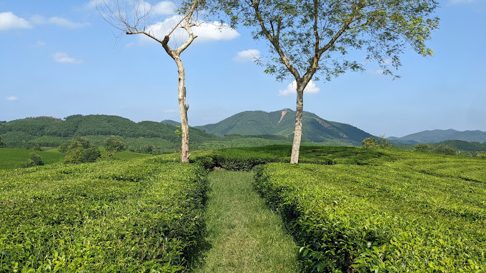 Thanh Son Tea Plantation