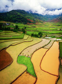 North Vietnam and The Temples of Angkor. Rice terraces in Tu Le