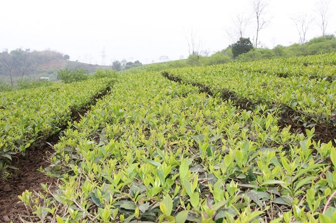 Yen Bai Tea Plantation