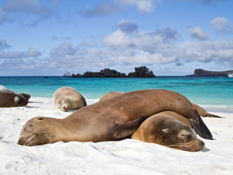 Những chú sư tử biển ở đảo Galapagos rất đáng yêu