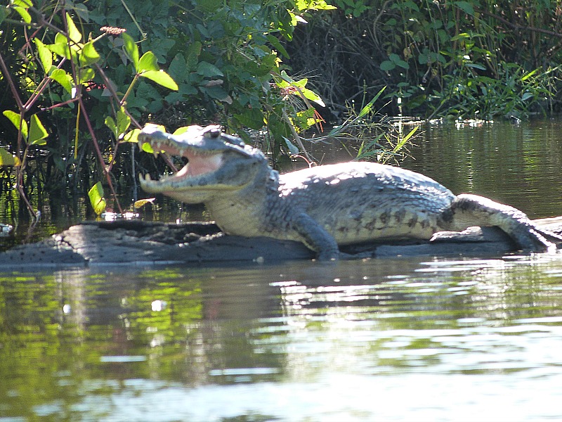 Khi đi tour kiểu này, bạn sẽ dễ dàng bắt gặp những con cá sấu đang phơi mình dưới nắng