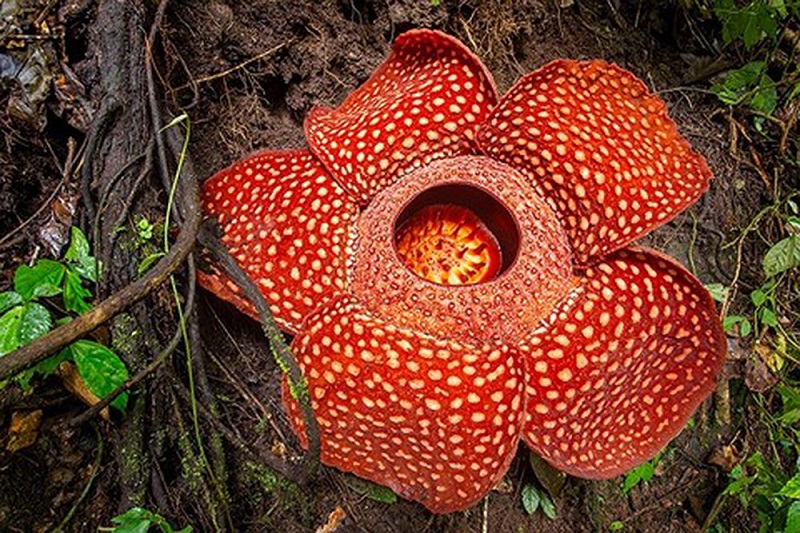 Đến vườn hoa Rafflesia để chiêm ngưỡng loài hoa lớn nhất trên thế giới