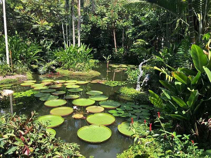 Một góc nhỏ trong vườn bách thảo Botanic Garden 