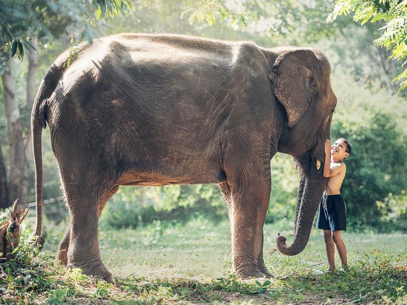Từ lâu, voi đã trở thành biểu tượng của văn hoá, tôn giáo và lịch sử của Thái Lan