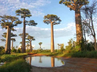 Kinh nghiệm du lịch Madagascar tự túc chi tiết 2019