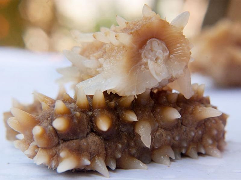 Hải sâm Phú Quốc - sản vật quý hiếm tại đảo Ngọc