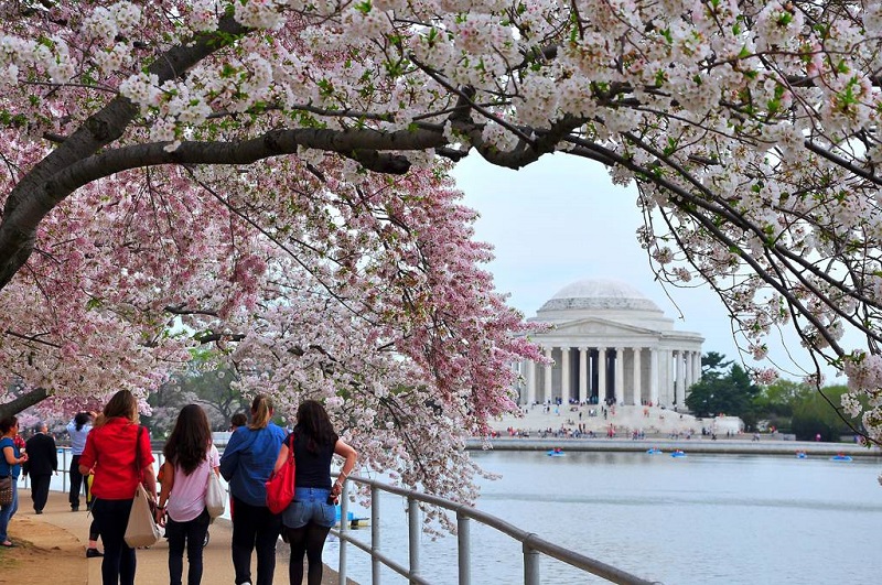 Hoa anh đào quyến rũ ở thủ đô Washington DC của nước Mỹ