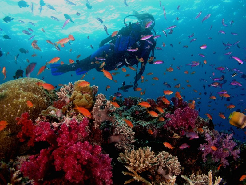 Ở dưới biển sâu, san hô và các loài cá có màu sắc vô cùng sặc sỡ 