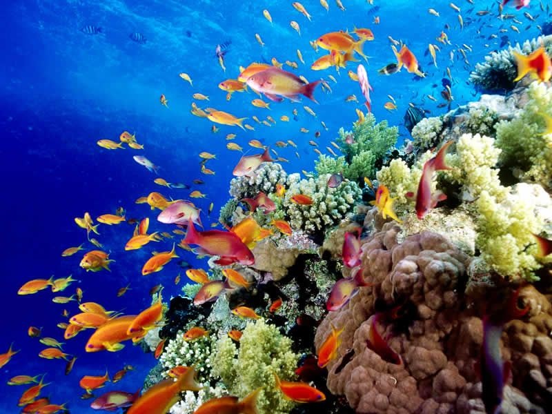 Thế giới dưới đáy đại dương vô cùng thú vị tại Great Barrier Reef, Australia 