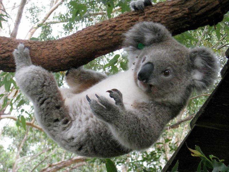 Koala - lòai thú đặc biệt chỉ có ở Úc là điều khiến hầu hết các khách du lịch đều yêu thích 