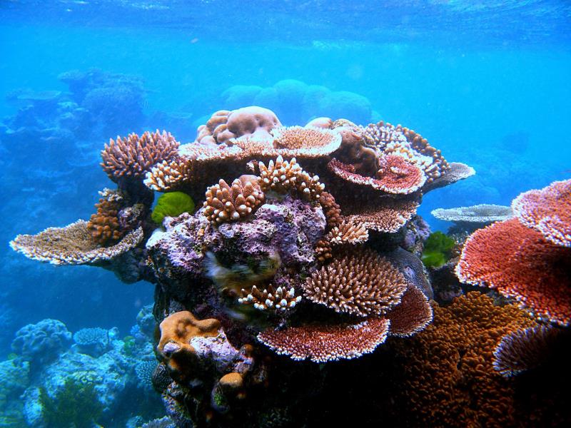 San hô ở vịnh Coral bay thực sự là nơi tuyệt nhât nước Úc 