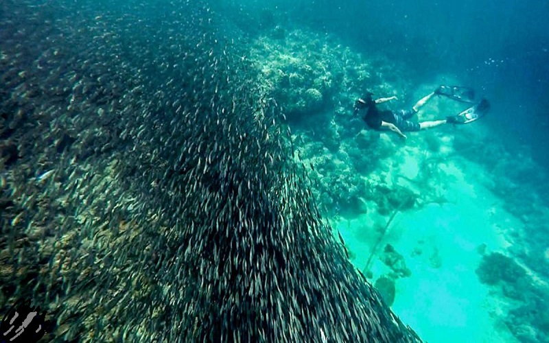 Bơi lội cùng đàn cá mòi tại Moalboal, Cebu