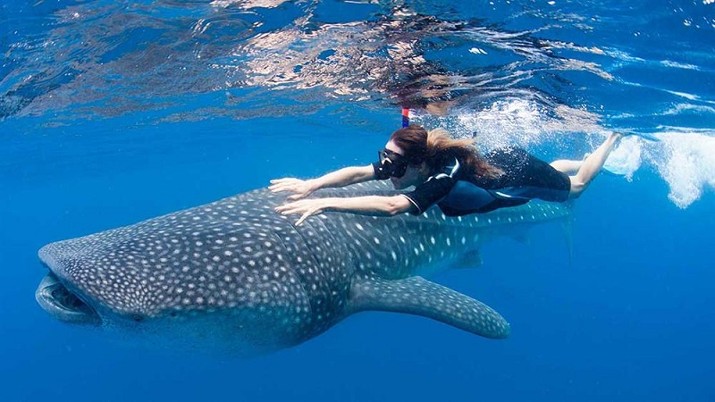 Khám phá điều thú vị khi bơi cùng whale shark