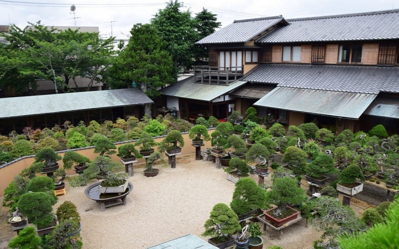 Viện bảo tàng bonsai Shunka-en với rất nhiều loại cây cảnh đẹp