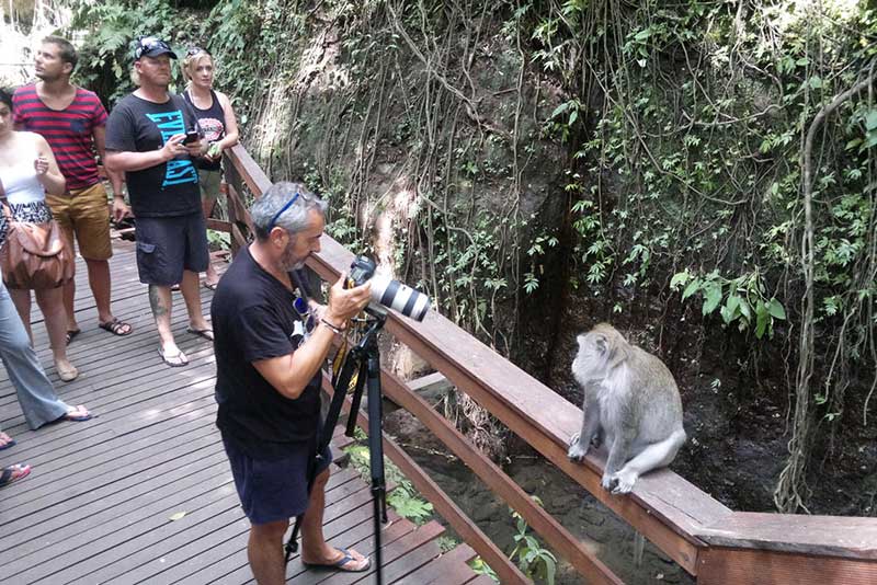 Bạn có thể thoải mái đứng gần chụp ảnh các chú khỉ