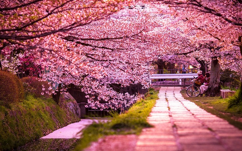 Công viên Matsumae tại Hokkaido trong mùa hoa anh đào 