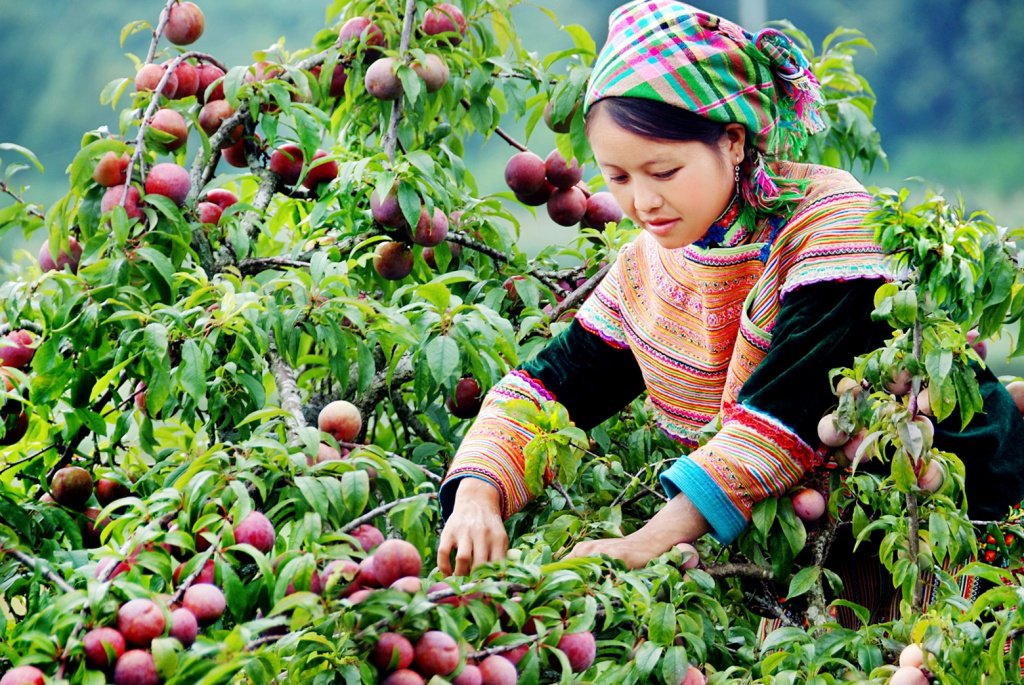 Ngỡ ngàng những điểm khiến Mộc Châu và Đà Lạt như hai chị em sinh đôi 5