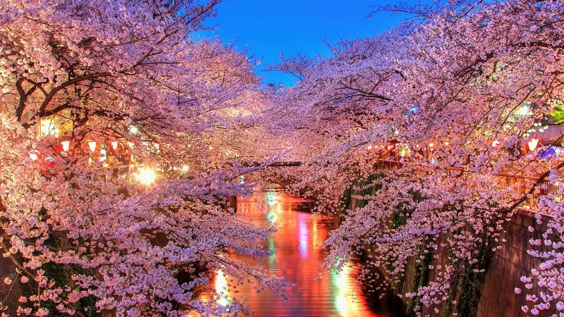 Mùa xuân - mùa hoa anh đào nở tại Nhật Bản