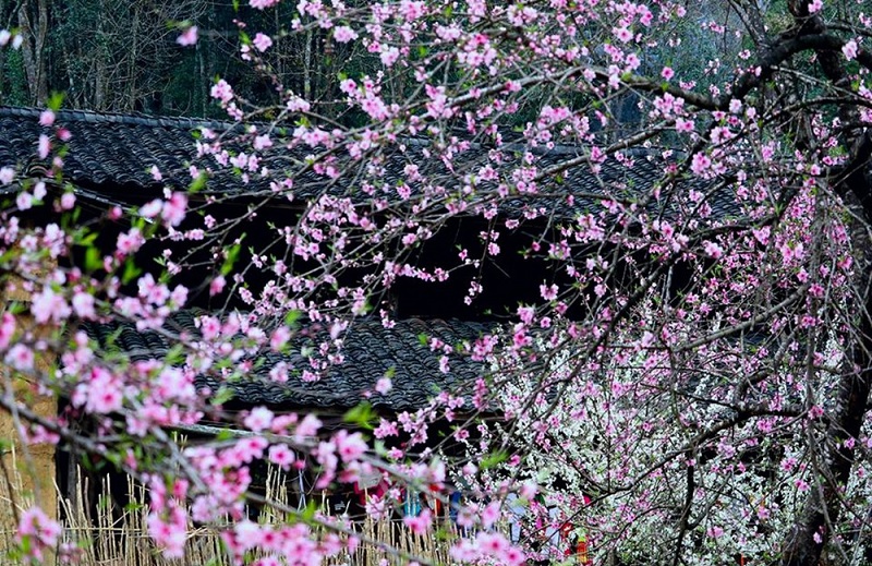Tháng 3 Hà Giang ngập tràn sắc trắng hồng mùa hoa đào, hoa mận