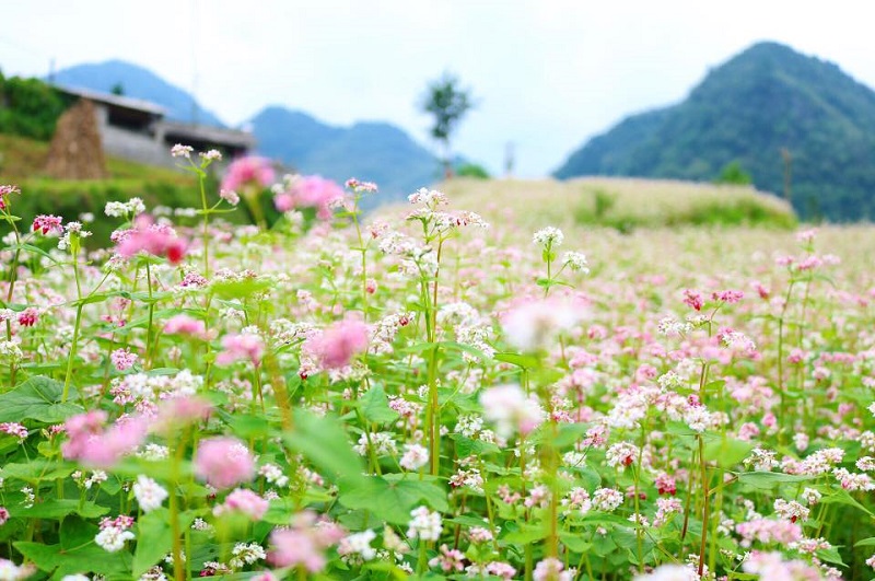 Tháng 10-11 – mùa hoa tam giác mạch trải dài khắp núi đồi Hà Giang