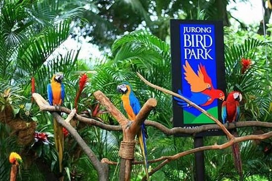 Tham quan vườn chim Jurong với nhiều loài chim quý hiếm