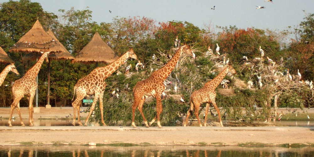 Vé Tham quan Safari World có Đưa đón