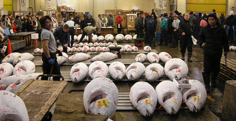 Xem đấu giá cá ngừ tại chợ cá Tsukiji 
