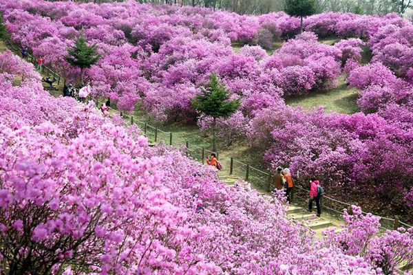 Lễ hội hoa Đỗ Quyên ở Ganghwa, Incheon – Hàn Quốc